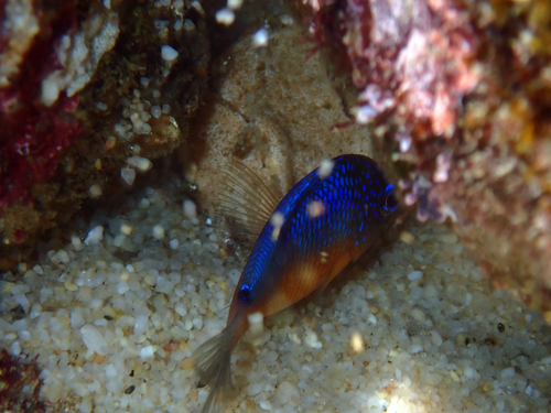 Bumphead damselfish (Microspathodon bairdii) — Pomacentridae — 4