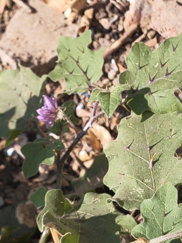 Solanum melongena