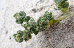 Atriplex billardierei