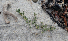 Atriplex billardierei