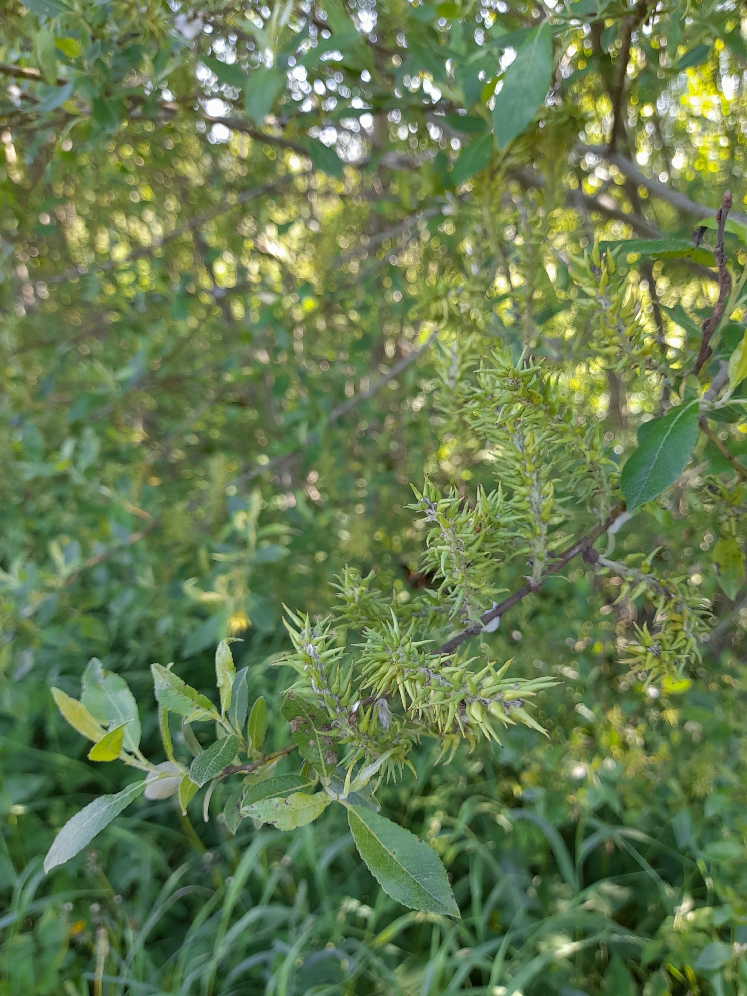 Dark-Leaved Willow (Salix myrsinifolia)
