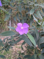 Pleroma urvilleanum
