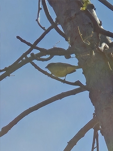 Plain-backed Sparrow
