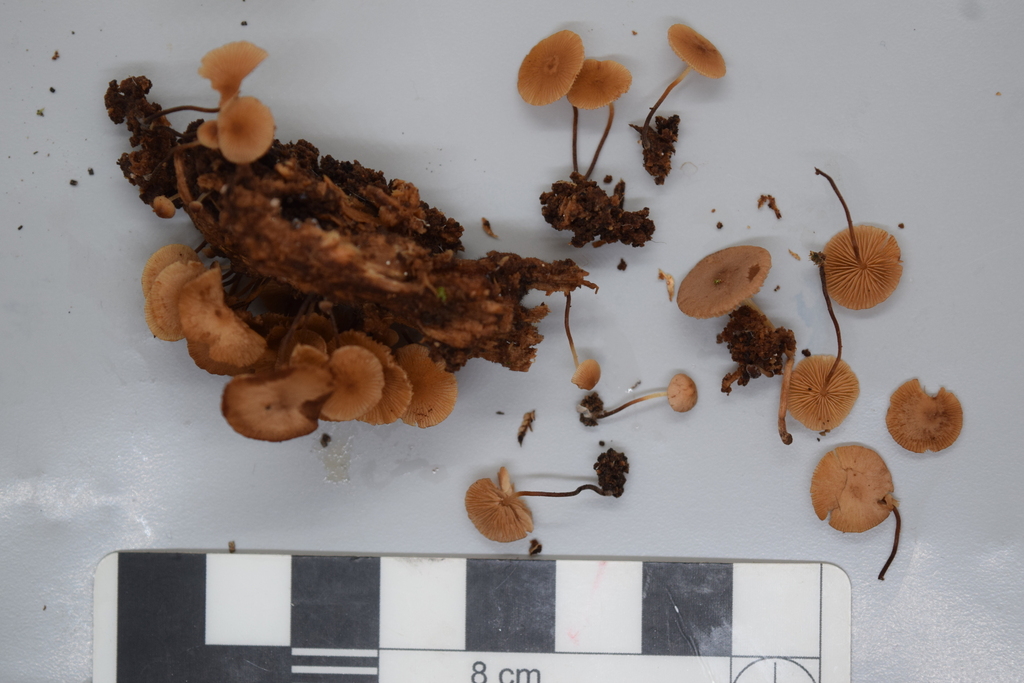 Conocybe horakii