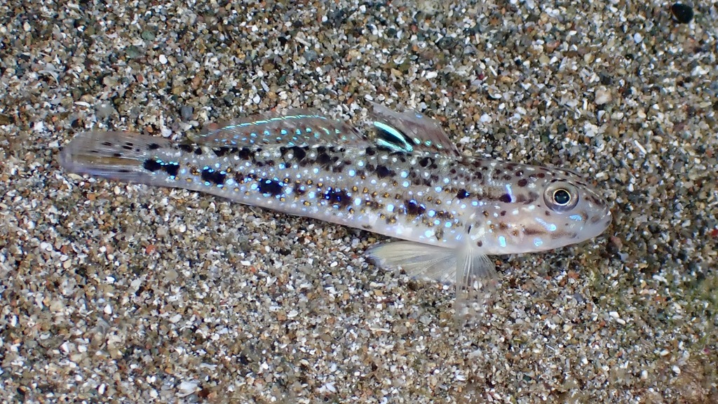 Pretty Lagoon-goby
