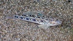 Spinecheek Goby photo 2