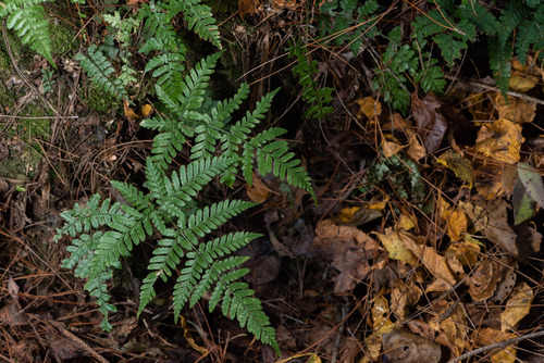 Dryopteris formosana iNat (3)