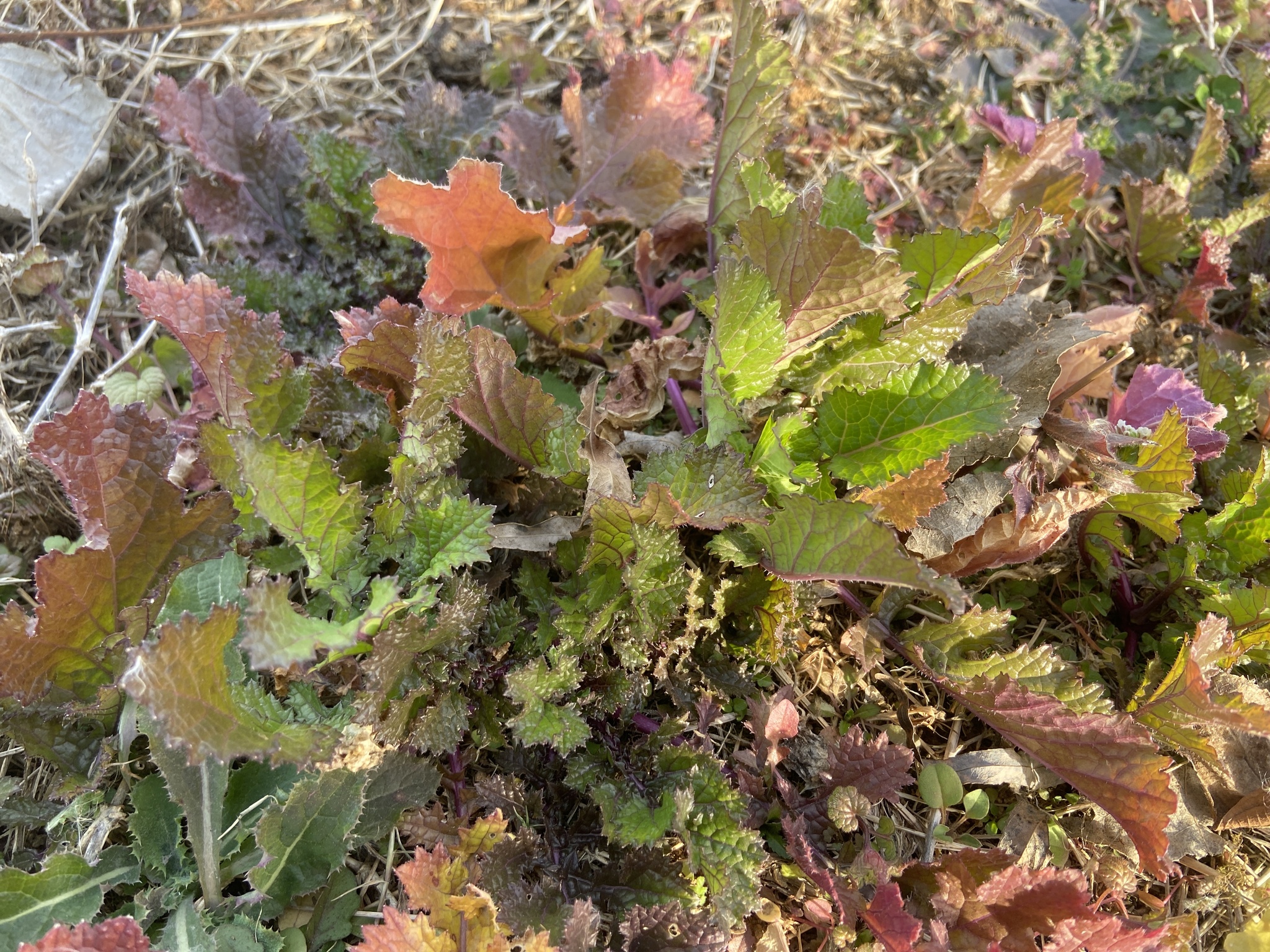 Photo by Hugo Sun via iNaturalist (Copyright Hugo Sun)