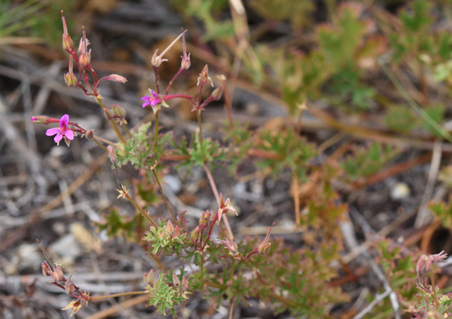 Pelargonium grossularioides