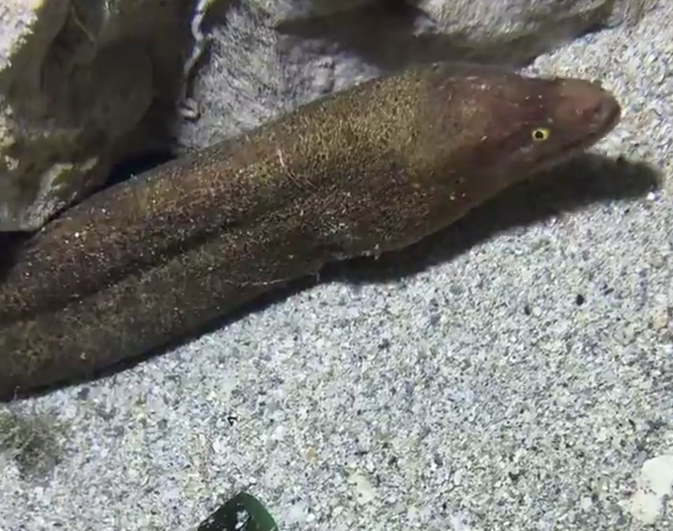 Taiwanese Moray Eel photo 2