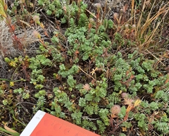 Pimelea mesoa
