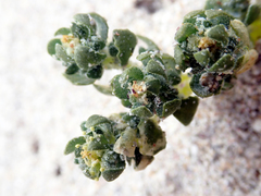 Atriplex billardierei
