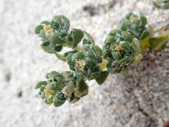 Atriplex billardierei