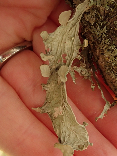 iNaturalist observation photo of bushy lichens