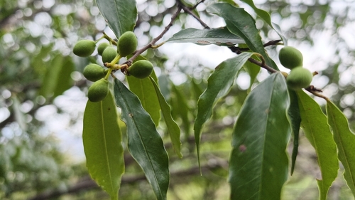 Prunus spinulosa, photograph 5
