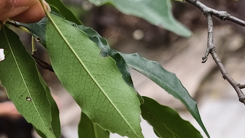 Prunus spinulosa, photograph 6