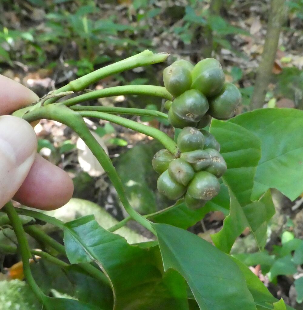Culcasia glandulosa