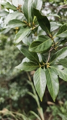 Aidia cochinchinensis, photograph (c) Yinling Chen, some rights reserved (CC BY)