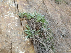 Stephanomeria cichoriacea