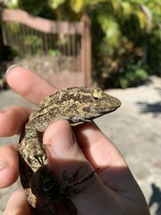 Anolis macrinii
