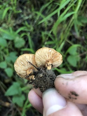 Lactarius subflammeus