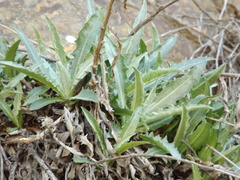 Stephanomeria cichoriacea