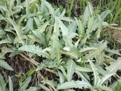 Stephanomeria cichoriacea