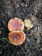 Lactarius subflammeus