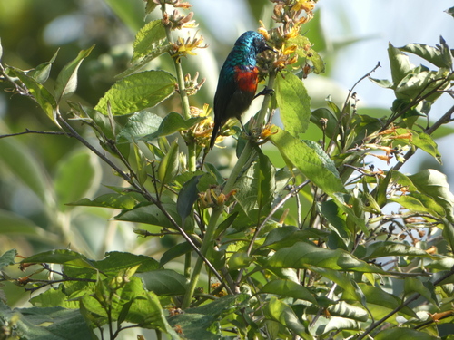 iNaturalist image