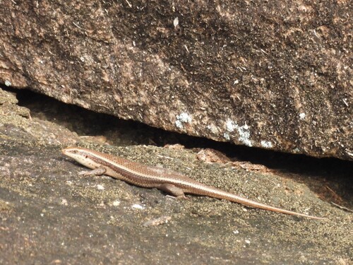 Sri Lanka Bronze Skink, Eutropis madaraszi