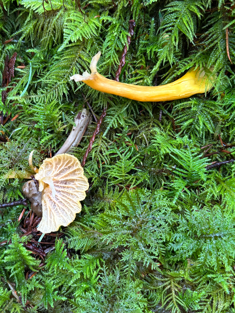Craterellus tubaeformis · January 2026 · photo: © dan_project_admin (iNaturalist, cc-by)