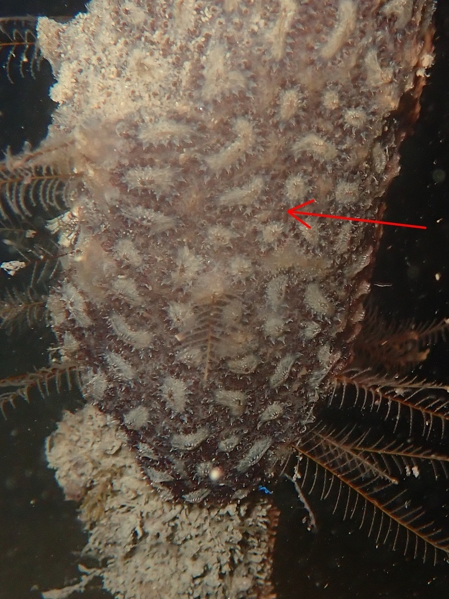 Botryllus schlosseri (Pallas, 1766)