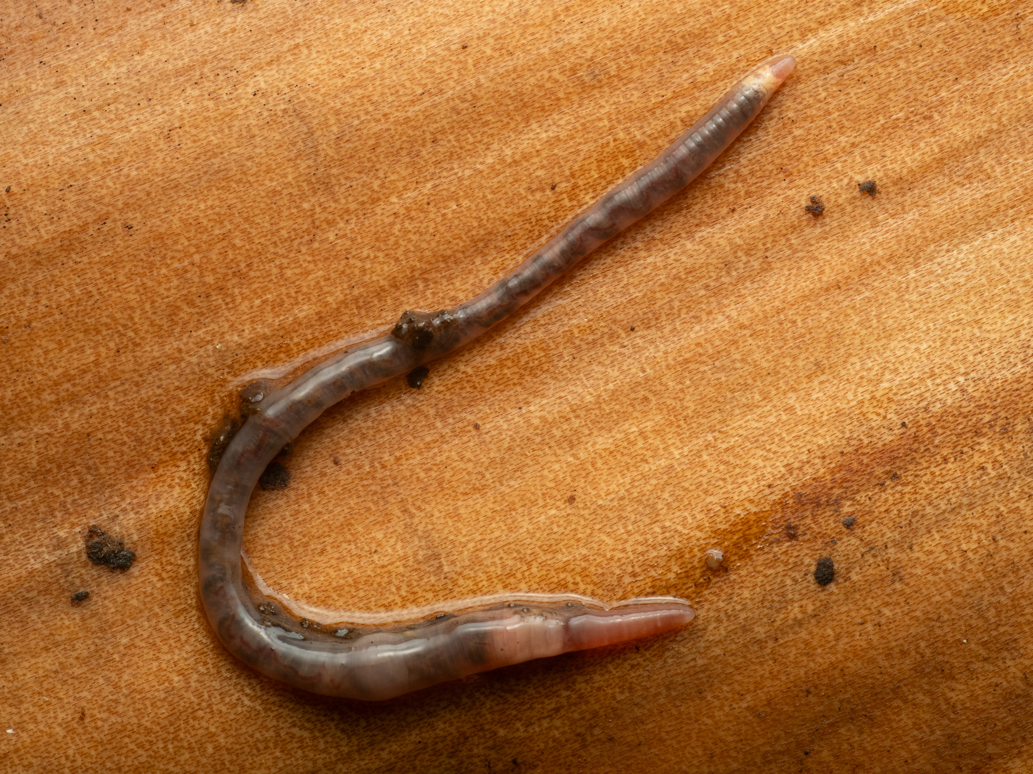 Dendrobaena attemsi (Michaelsen, 1903)
