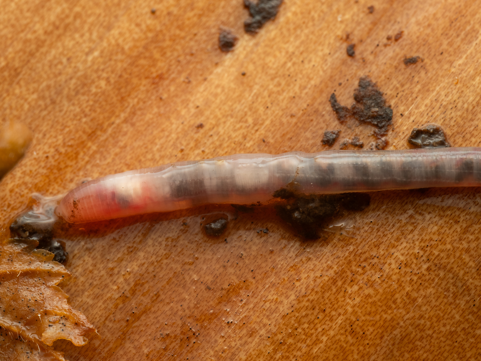 Dendrobaena attemsi (Michaelsen, 1903)