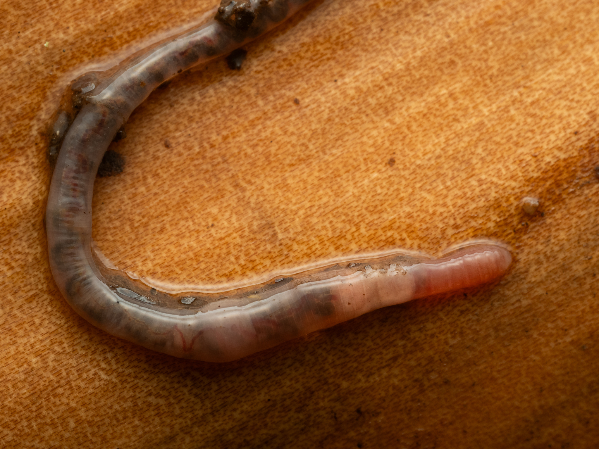 Dendrobaena attemsi (Michaelsen, 1903)