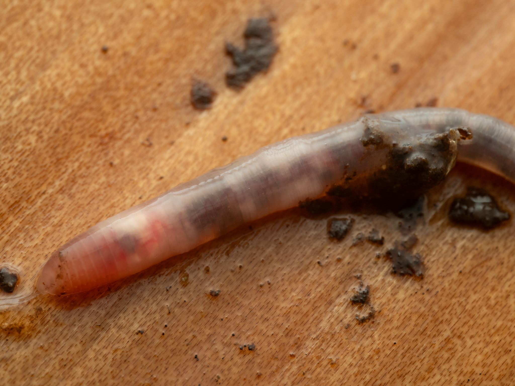 Dendrobaena attemsi (Michaelsen, 1903)