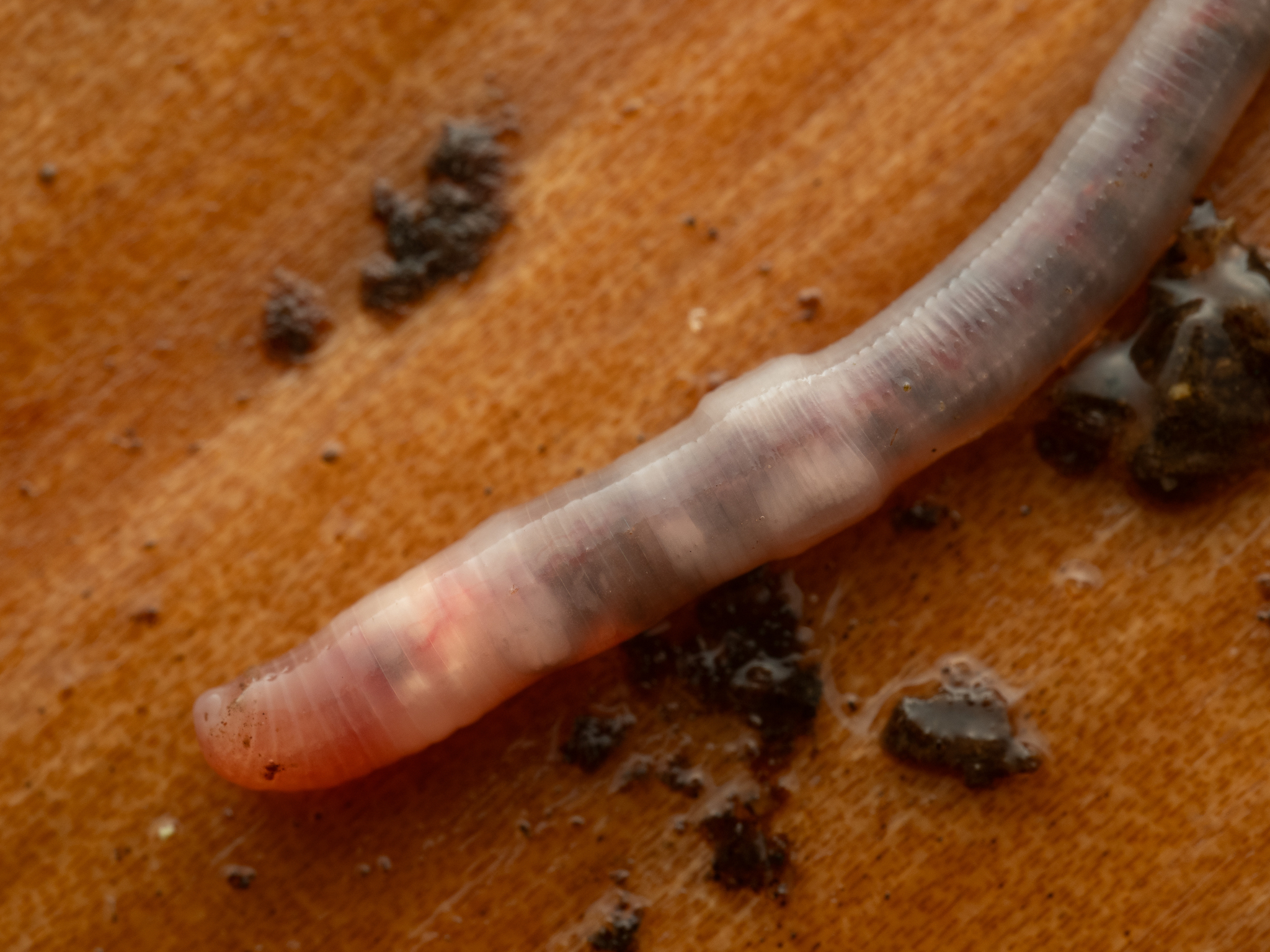 Dendrobaena attemsi (Michaelsen, 1903)