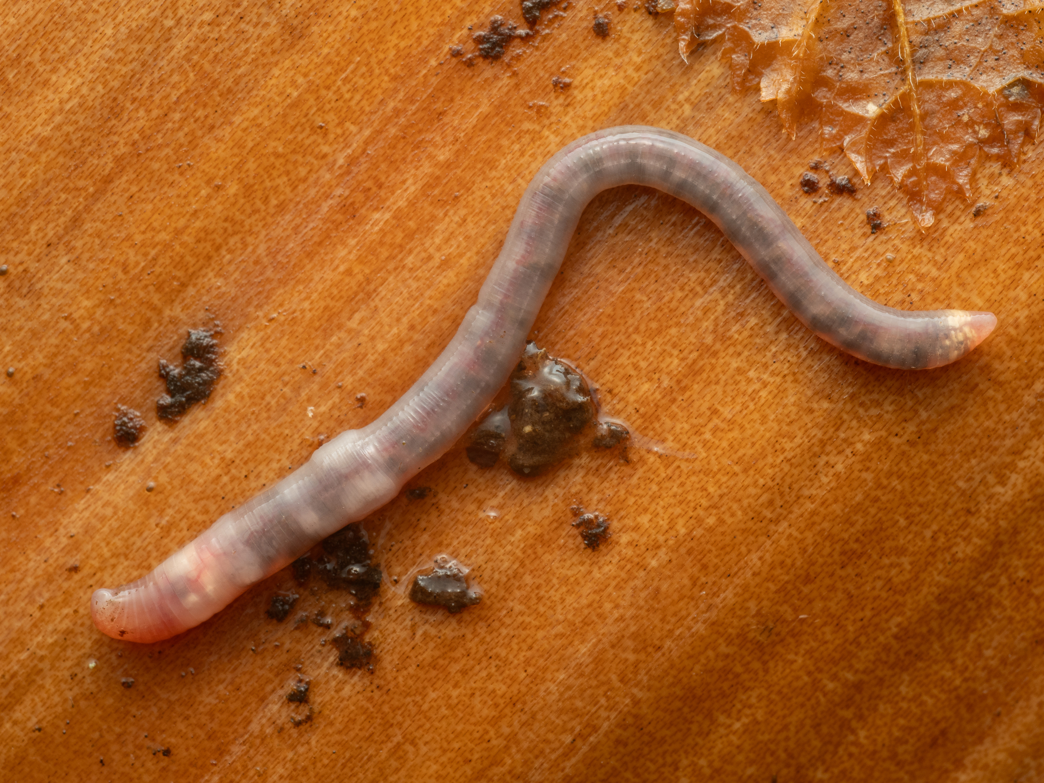 Dendrobaena attemsi (Michaelsen, 1903)