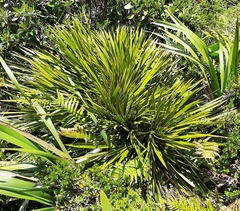 Aciphylla horrida