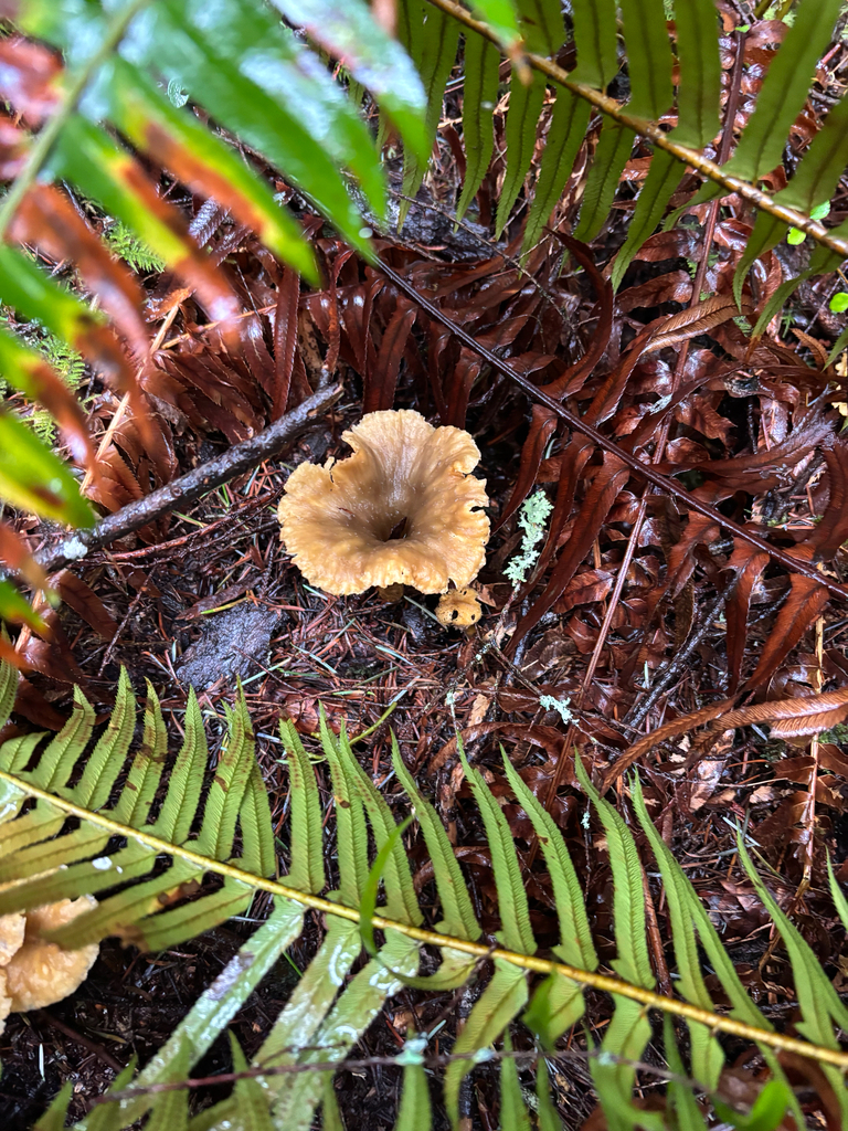 Craterellus tubaeformis · January 2026 · photo: © dan_project_admin (iNaturalist, cc-by)