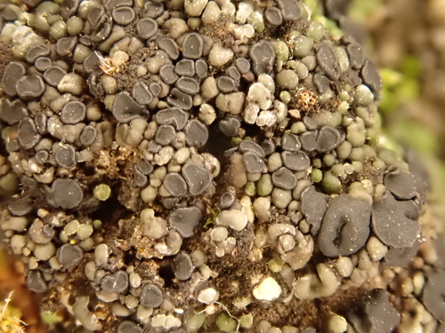 iNaturalist observation photo of Ascomycete Fungi