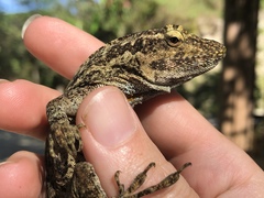 Anolis macrinii