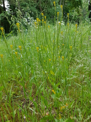 Small-flowered Winter-cress (Barbarea stricta)