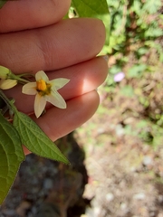 Solanum macrotonum