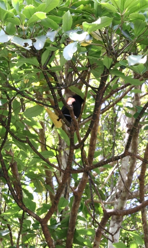 South Island Saddleback (Philesturnus carunculatus), photo 3