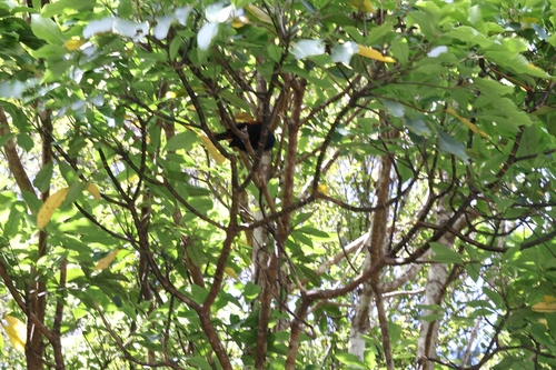 South Island Saddleback (Philesturnus carunculatus), photo 4