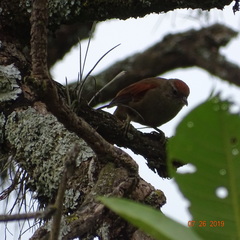 Cranioleuca curtata