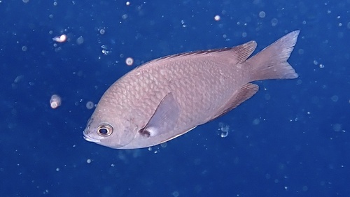 Chromis verater, 2026-01-09