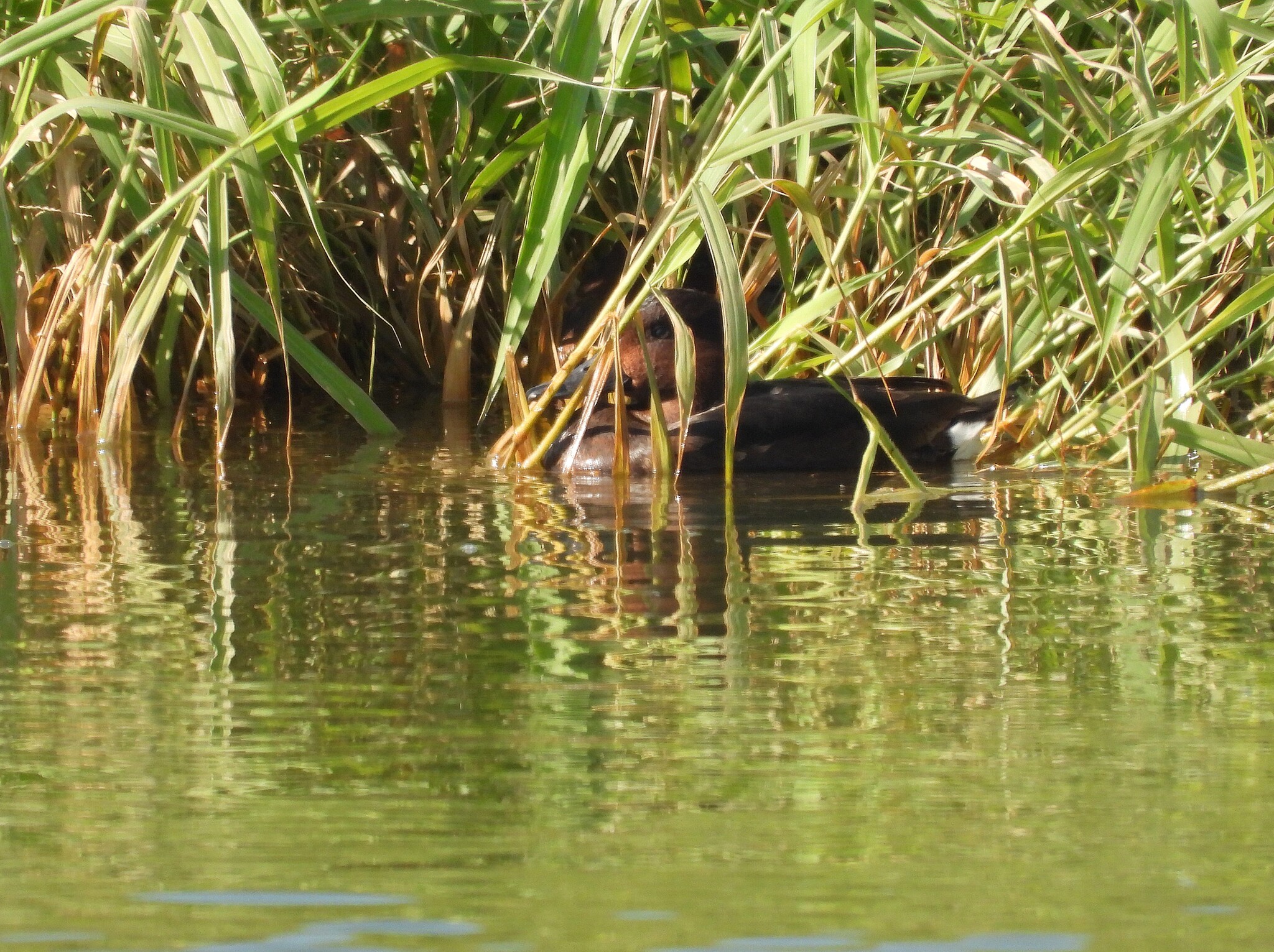 Ferruginous Duck (Aythya nyroca), photo 6