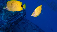 Chaetodon miliaris
